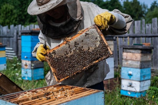 Can Urban Beekeeping Projects Enhance Biodiversity and Community Well-Being?