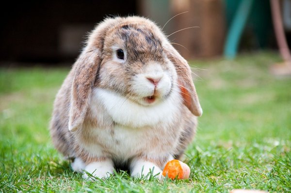 What Are the Key Health Checks for a Pet Rabbit During Its First Year?